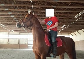 Lacey Arabian Mare