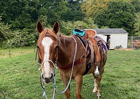 Mare (Quarter Horse, Mare) in Ramseur, NC