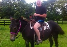 Mule (Mule, Mare) in Purcellville, VA