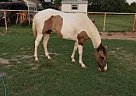 Nice Grullo APHA Mare and Foal Laurita Starstep