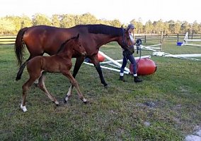 On-Site Lease for DWB Broodmare Dutch Warmblood Mare