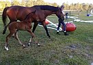 Dutch Warmblood - Horse for Sale in Bradenton, FL 34211