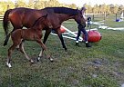 - Mare in Bradenton, FL - Mare in Bradenton, FL