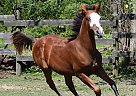 Half Arabian - Horse for Sale in Buna, TX 77612