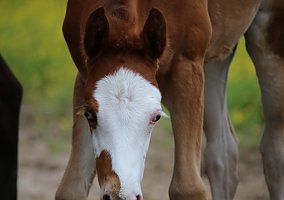 Overo (Arabian, Stallion) in Buna, TX