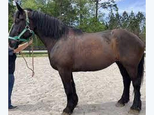 Perfect Gelding