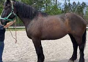 Quarter Horse (Quarter Horse, Gelding) in Morristown, NJ