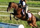 - Mare in Cameron, NY - Mare in Cameron, NY