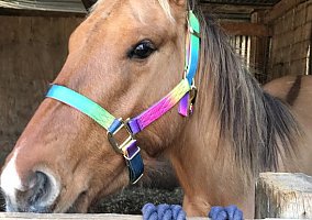 Quarter Horse (Quarter Horse, Mare) in Houston, TX