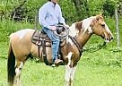 Quarter Horse - Horse for Sale in Brooksville, KY 41004 Quarter Horse - Horse for Sale in Brooksville, KY 41004