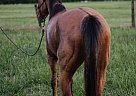 Quarter Horse - Horse for Sale in Oklahoma City, OK 73112