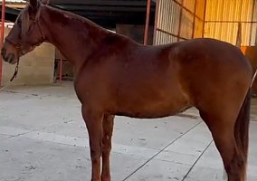 Andalusian / PRE (Andalusian / PRE, Mare) in CA