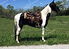 Rockstar - Gelding in Owingsville, KY Rockstar - Gelding in Owingsville, KY