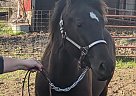 Uno - Stallion in Orient, IA Uno - Stallion in Orient, IA