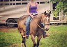 7 Year Old AQHA Sooty Buckskin G... Quarter Horse Gelding