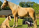 Kentucky Mountain - Horse for Sale in Gillsville, GA, GA 30543 Kentucky Mountain - Horse for Sale in Gillsville, GA, GA 30543