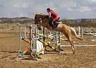 Warmblood - Horse for Sale in Prague, 27324 Warmblood - Horse for Sale in Prague, 27324