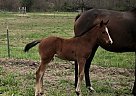 Quarter Horse - Horse for Sale in Hendersonville, NC 28792