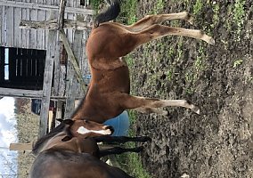 Quarter Horse (Quarter Horse, Stallion) in Hendersonville, NC