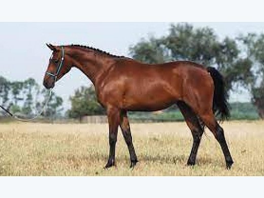 Best Sport Horses For Sale