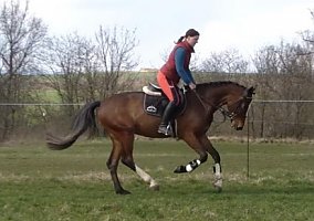 Warmblood (Warmblood, Gelding)