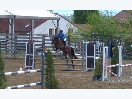 Beutiful Young Gelding With Great Character