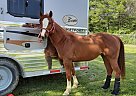 Busch Light Blue - Gelding in Clay City, IN Busch Light Blue - Gelding in Clay City, IN