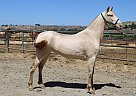 Andalusian - Horse for Sale in Canyon Country, CA 91387