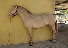 Andalusian - Horse for Sale in Canyon Country, CA 91387