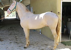 Andalusian / PRE (Andalusian / PRE, Stallion) in Canyon Country, CA