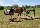 Thoroughbred - Horse for Sale in Jackson, GA 30233