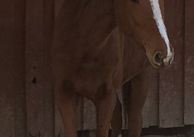 Thoroughbred (Thoroughbred, Mare) in Jackson, GA