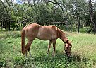 Paint - Horse for Sale in Seguin, TX 78155