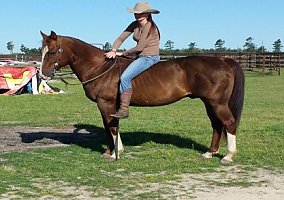 Quarter Horse (Quarter Horse) in Blythe, GA