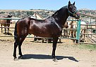 Andalusian - Horse for Sale in Canyon Country, CA 91387