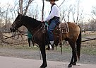Missouri Fox Trotter - Horse for Sale in Fort Collins, CO 80524 Missouri Fox Trotter - Horse for Sale in Fort Collins, CO 80524
