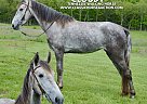 Tennessee Walking - Horse for Sale in ParkHILLS, MO 63601 Tennessee Walking - Horse for Sale in ParkHILLS, MO 63601