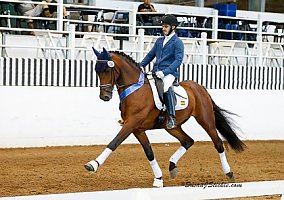 Hermes, 2010 Imported PRE, PSG Ready! Andalusian Gelding