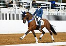 Andalusian - Horse for Sale in Cypress, TX 77429 Andalusian - Horse for Sale in Cypress, TX 77429