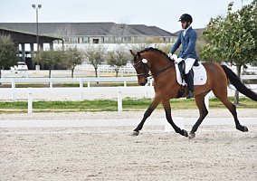 Hermes (Andalusian / PRE, Gelding) in Cypress, TX