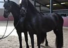 Friesian - Horse for Sale in Centennial, CO 80121