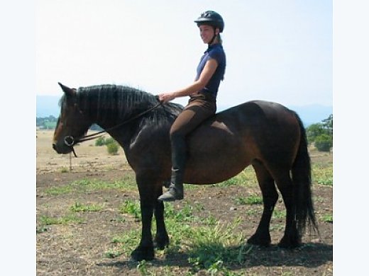 Mature Mare, Loves Trails, Ready for you