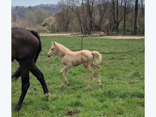 Palomino Filly Weanling