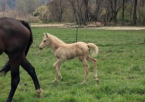 Quarter Horse (Quarter Horse, Mare) in Hendersonville, NC