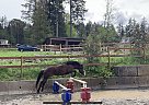 Welsh Pony - Horse for Sale in lantzville, BC v0r 2h0