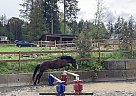 Welsh Pony - Horse for Sale in lantzville, BC v0r 2h0 Welsh Pony - Horse for Sale in lantzville, BC v0r 2h0