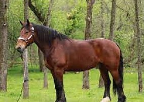 Quarter Horse (Quarter Horse, Gelding) in Baton Rouge, LA