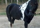 Tennessee Walking - Horse for Sale in Burlington, WI 53105