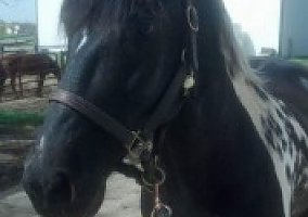 Tennessee Walking (Tennessee Walking, Gelding) in Burlington, WI