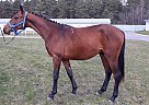 Trakehner - Horse for Sale in Kursk,  305005